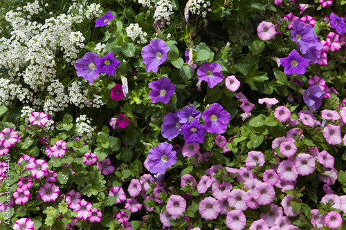 Petunia flowers. Background texture. France.