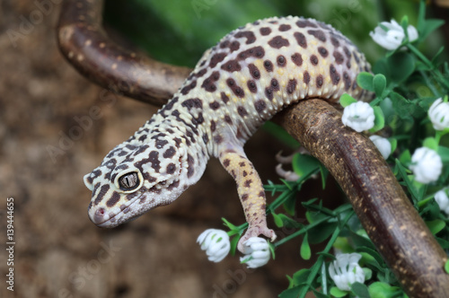 The leopard gecko (Eublepharis macularius)
