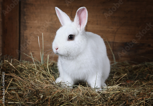 White fluffy rabbit indoors © Alexey Kuznetsov