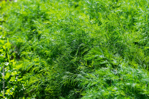 Growing green dill bushes summer