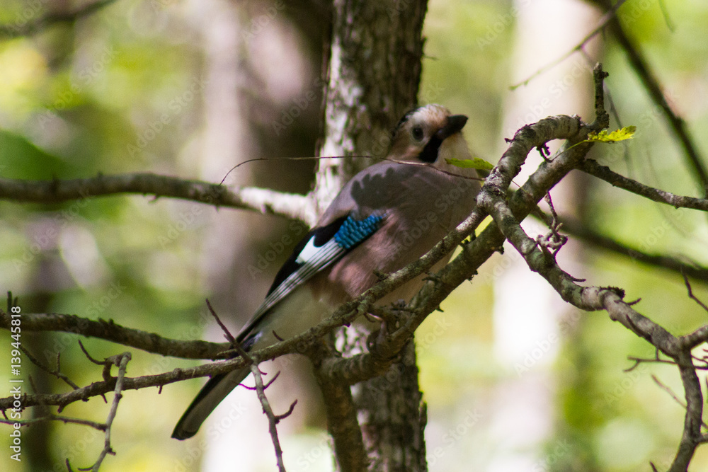 Close-up of an Eurasian Jay Close-up of an Eurasian Jay