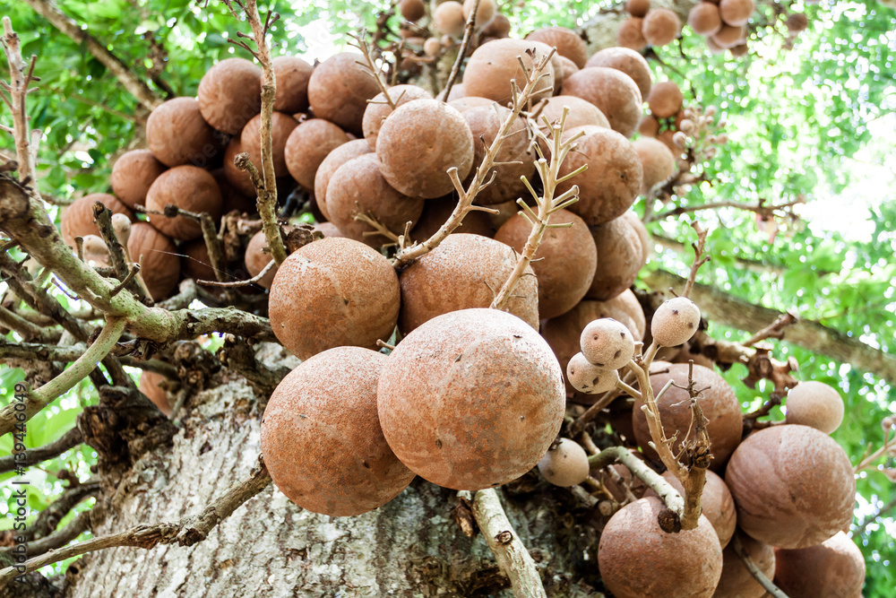 Fruits on wood apple tree Stock Photo Adobe Stock