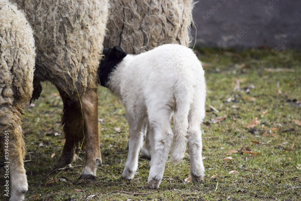 Naklejka premium Offspring in the blackhead sheep herd