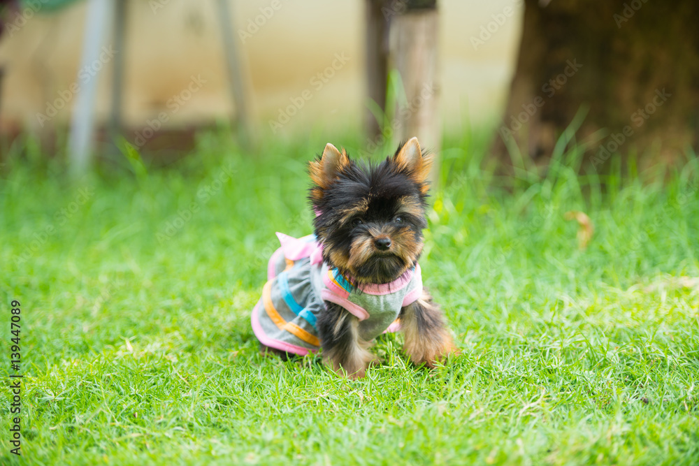 Yorkshire Terrier Yorkshire Terrier