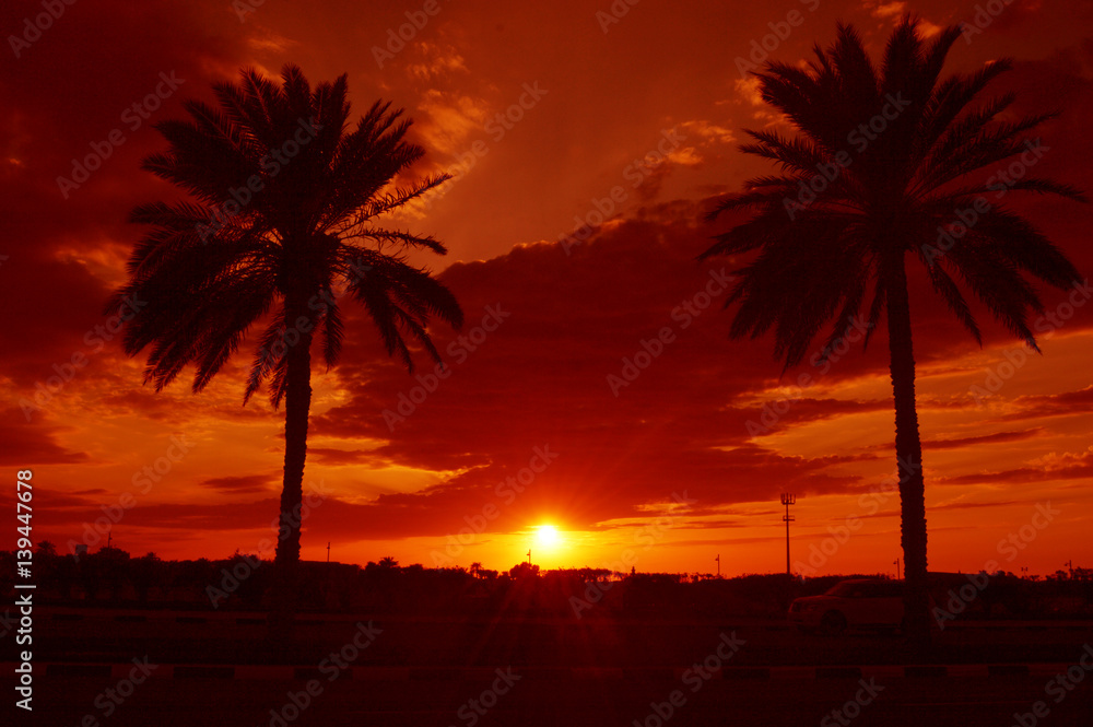 Sunset View between Palm Trees