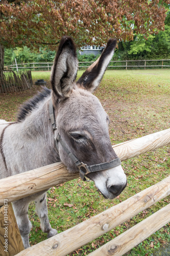 Donkey behind the fence © chbaum