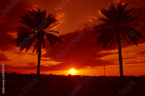 Sunset View between Palm Trees