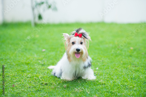 Yorkshire Terrier photo