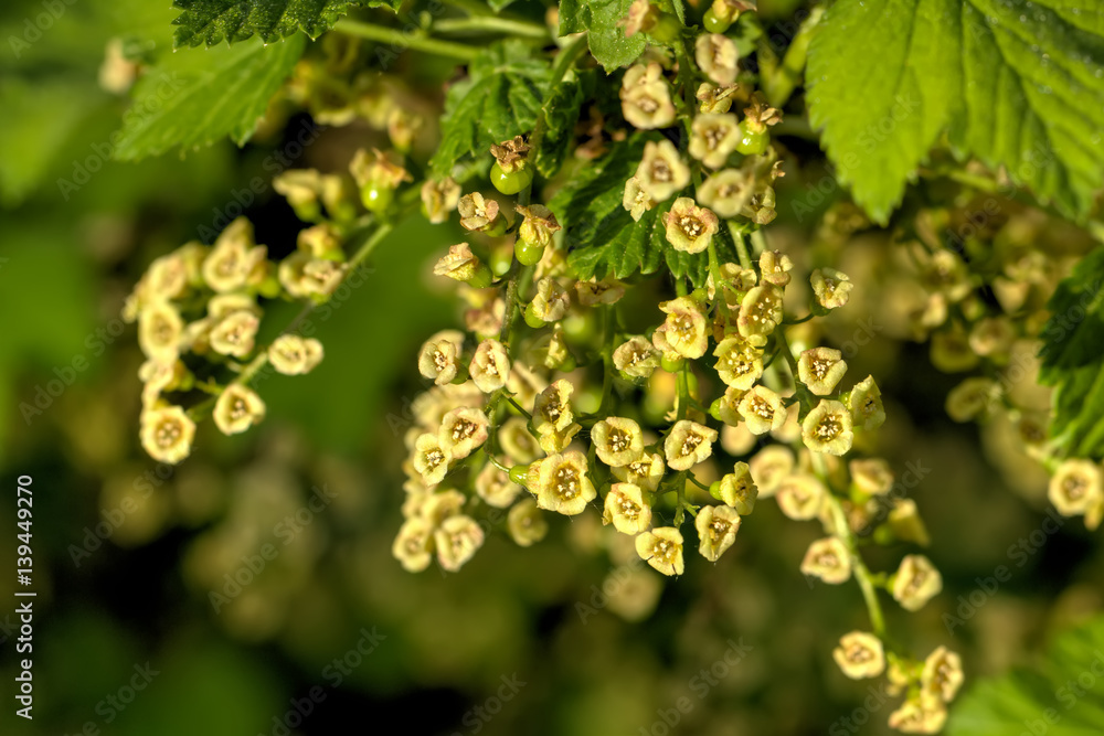 Currant flowers growing in the spring garden.