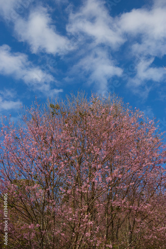 Cherry Blossom Trees