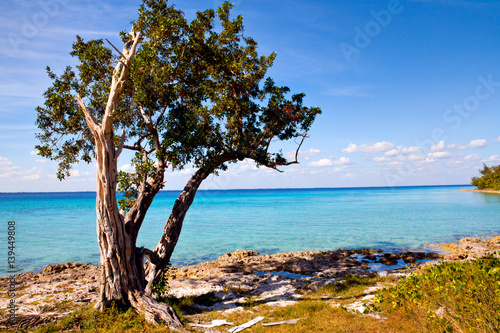 Palm tree on the beautiful Playa Giron, Pigs Bay, Cuba © Lena Wurm
