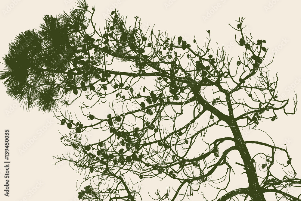 Naklejka premium pine branch with the cones