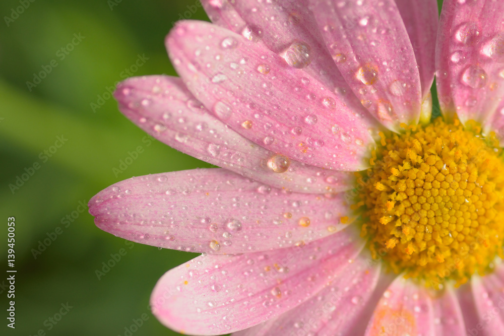 Macro texture of pink colored daisy flower surface with water droplets in horizontal frame