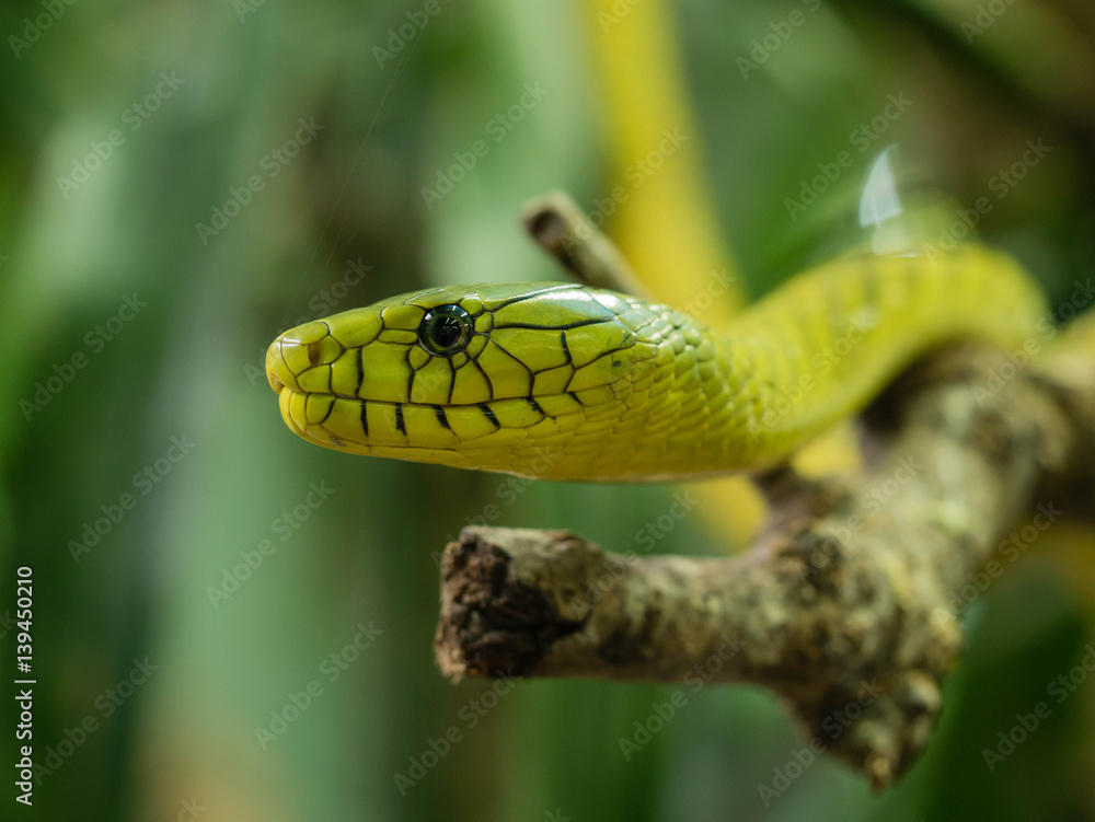 Nahaufnahme seitlich einer grüne Mamba Nahaufnahme seitlich einer grüne Mamba