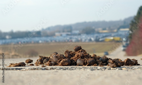 Fototapeta Naklejka Na Ścianę i Meble -  Pferdeäpfel auf einer Straße
