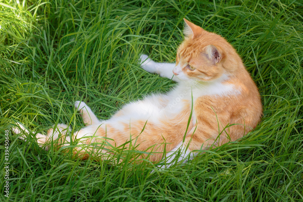 Red cat, lying on a green grass.
