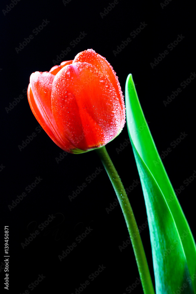 Naklejka premium Photo of tulips on a black background