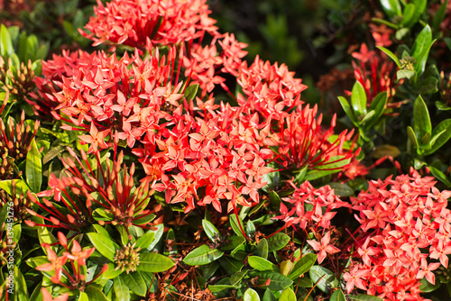 The background image of the colorful flowers