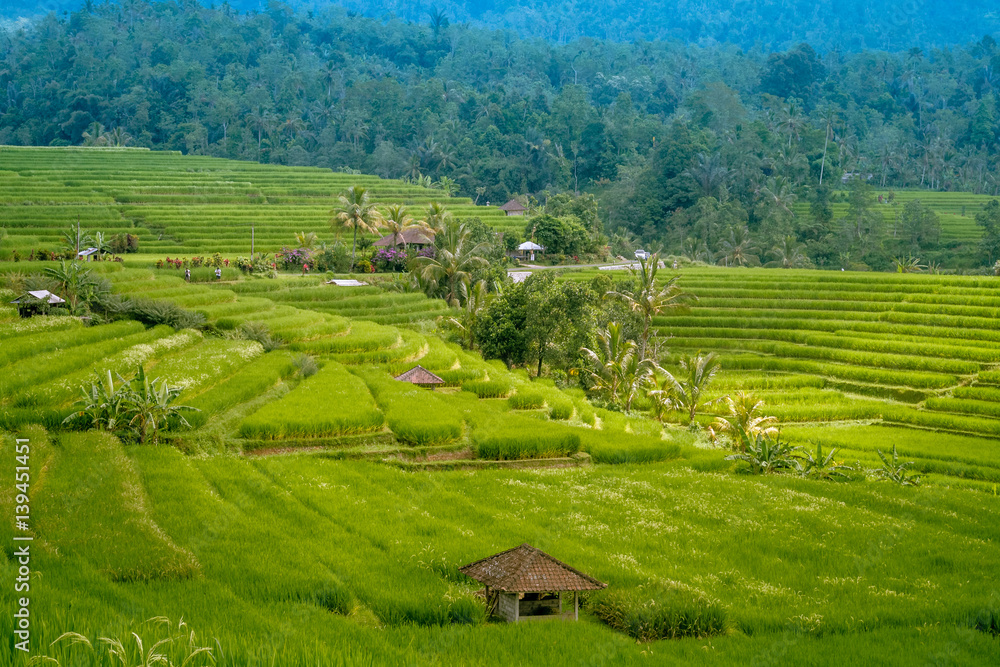 Traditional Paddy Field and coconut trees in Bali Indonesia