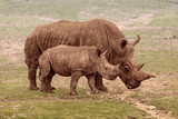 Two rhino