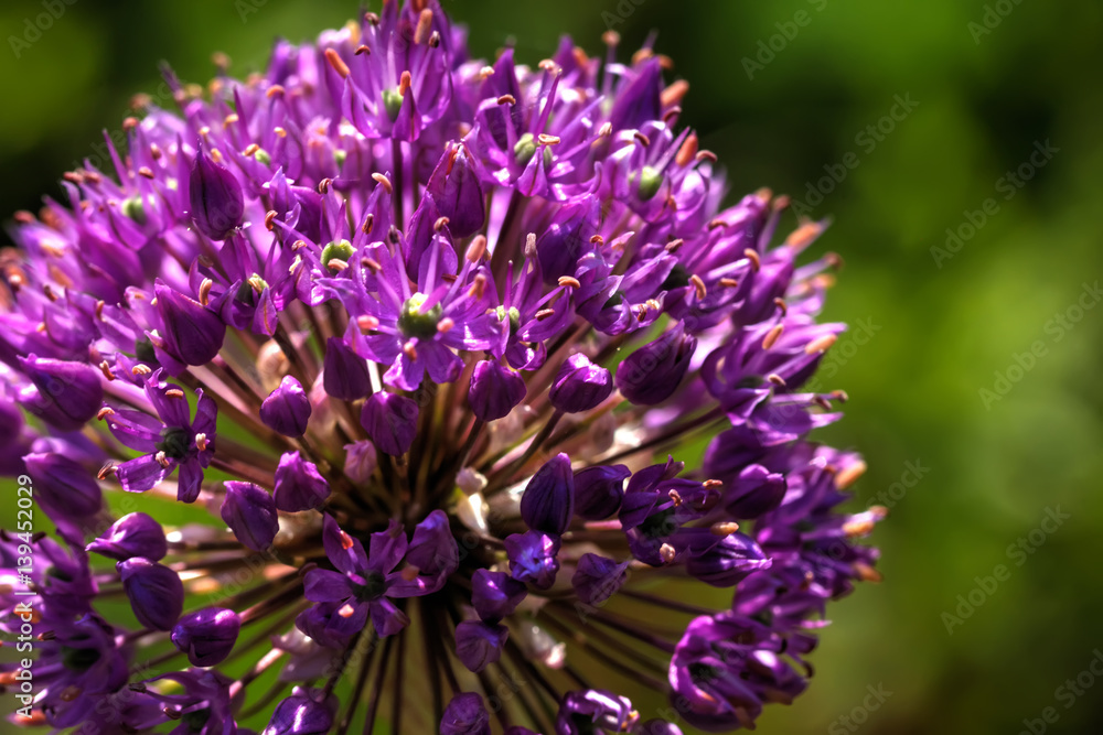Flowers ornamental onion growing in the summer garden.