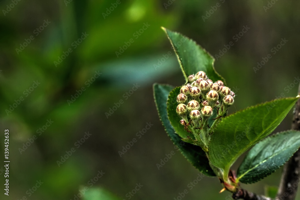 Flowers chokeberry on a tree growing in the spring forest.