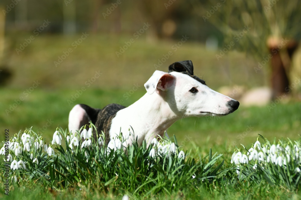Whippet Welpe im Frühling