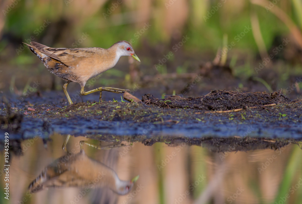 Little Crake - Porzana parva female feeding at a wetland Little Crake - Porzana parva female feeding at a wetland