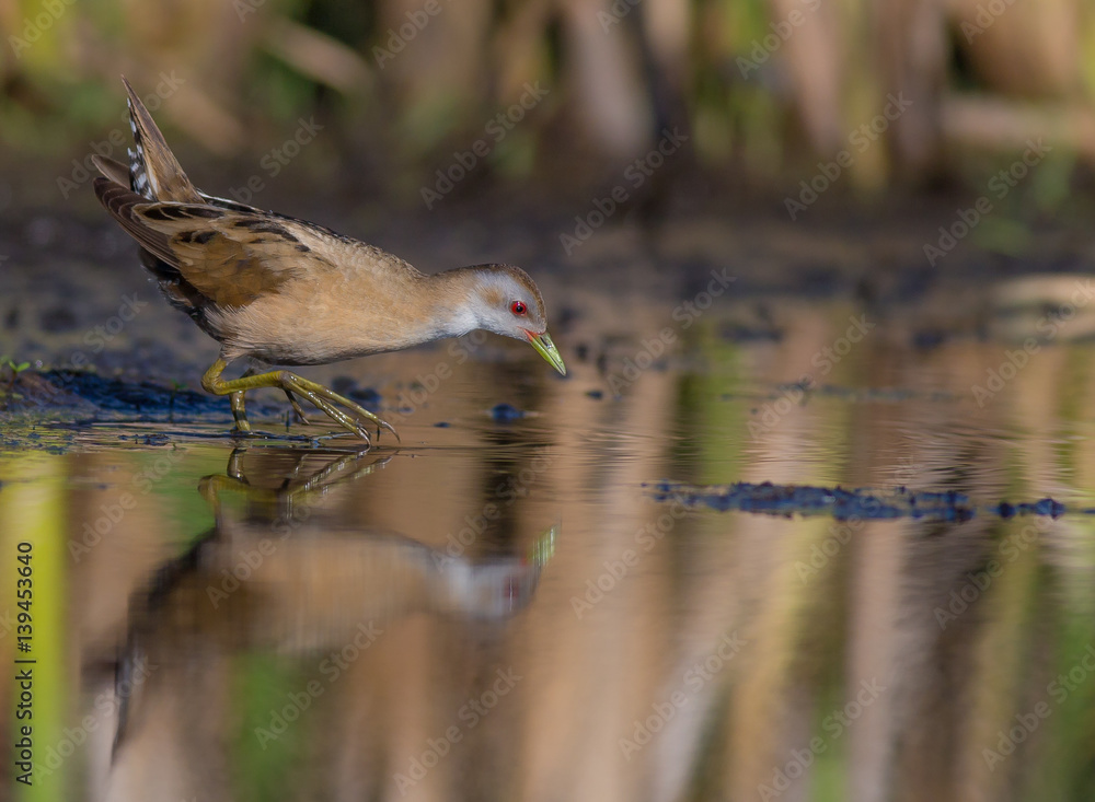 Little Crake - Porzana parva female feeding at a wetland Little Crake - Porzana parva female feeding at a wetland