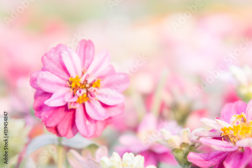 pink floral in garden   flower zinnia elegans   color nature background