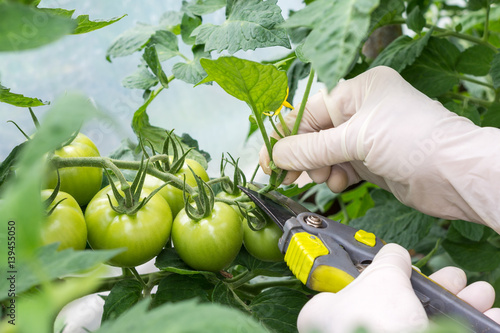 Woman is pruning tomato plant branches in the greenhouse , worker pinches off the shoots or "suckers" that sprout from the stem of tomato in the crotch right above a leaf branch