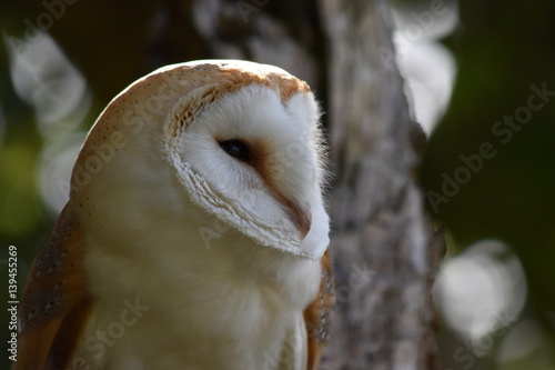 Barn Owl