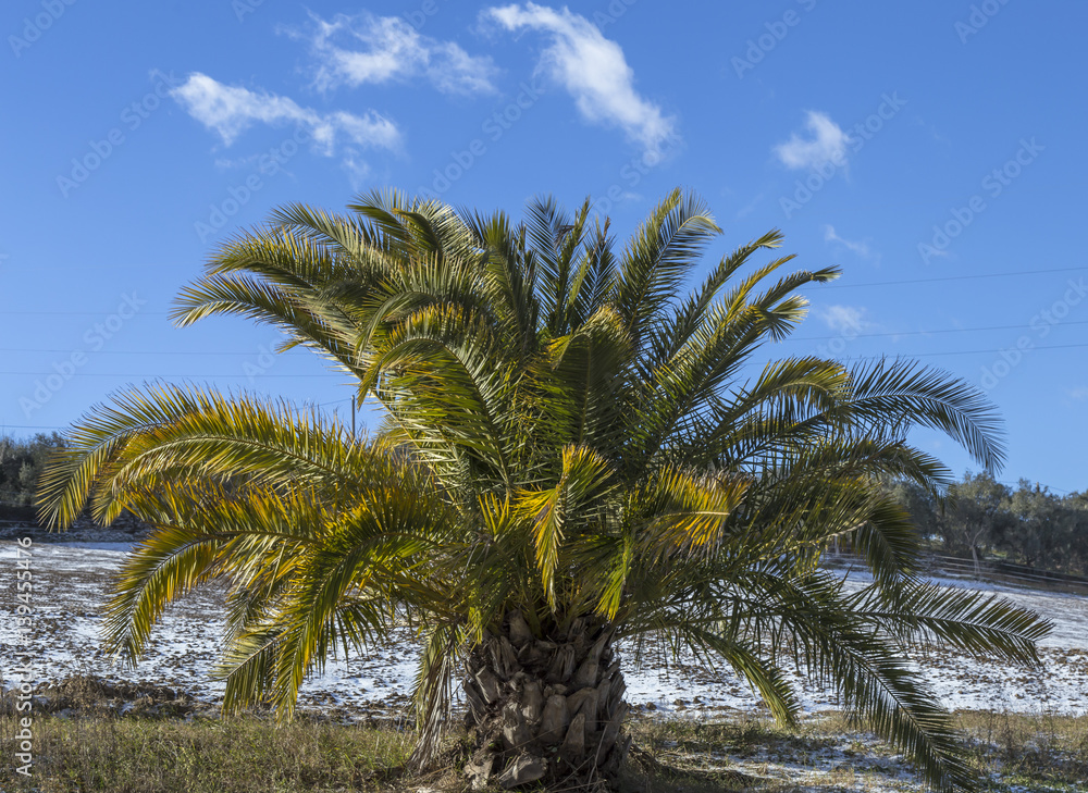 palm tree in a meadow after first snow under blue sky