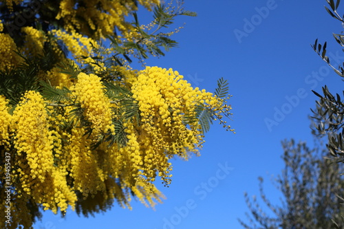 Albero di mimosa fiorito photo