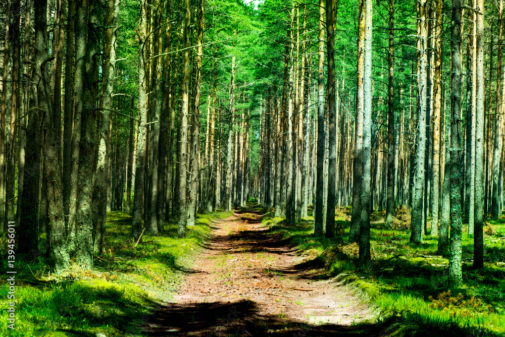Shot of a pine forest and a path through the forest. Photo is taken in a forest near the Baltic sea.
Shot of a pine forest and a path through the forest. Photo is taken in a forest near the Baltic sea.