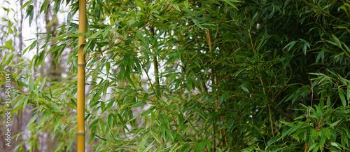 Bambus Banner Background