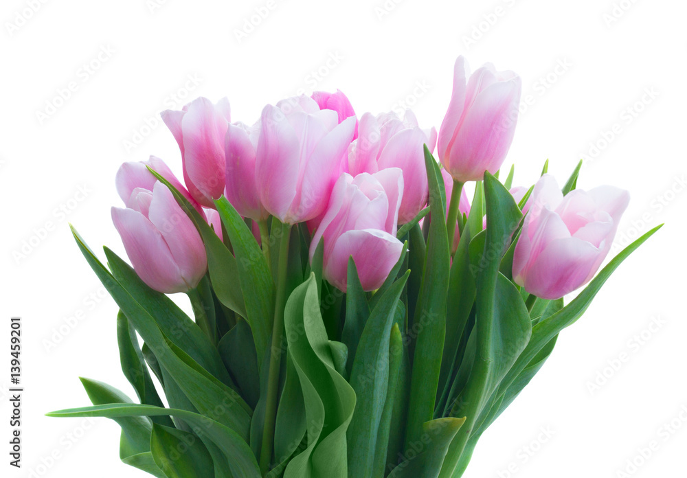 Bouquet of fresh pink tulips with green leaves close up isolated on white background Bouquet of fresh pink tulips with green leaves close up isolated on white background