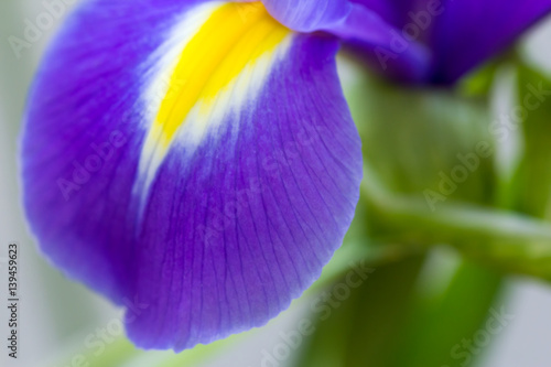Fototapeta Naklejka Na Ścianę i Meble -  fresh purple flower  irises