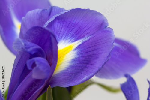 Fototapeta Naklejka Na Ścianę i Meble -   purple flower irises