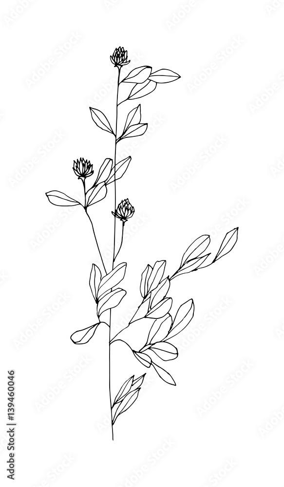 Hand drawn herb. Sketch style. Vector illustration.