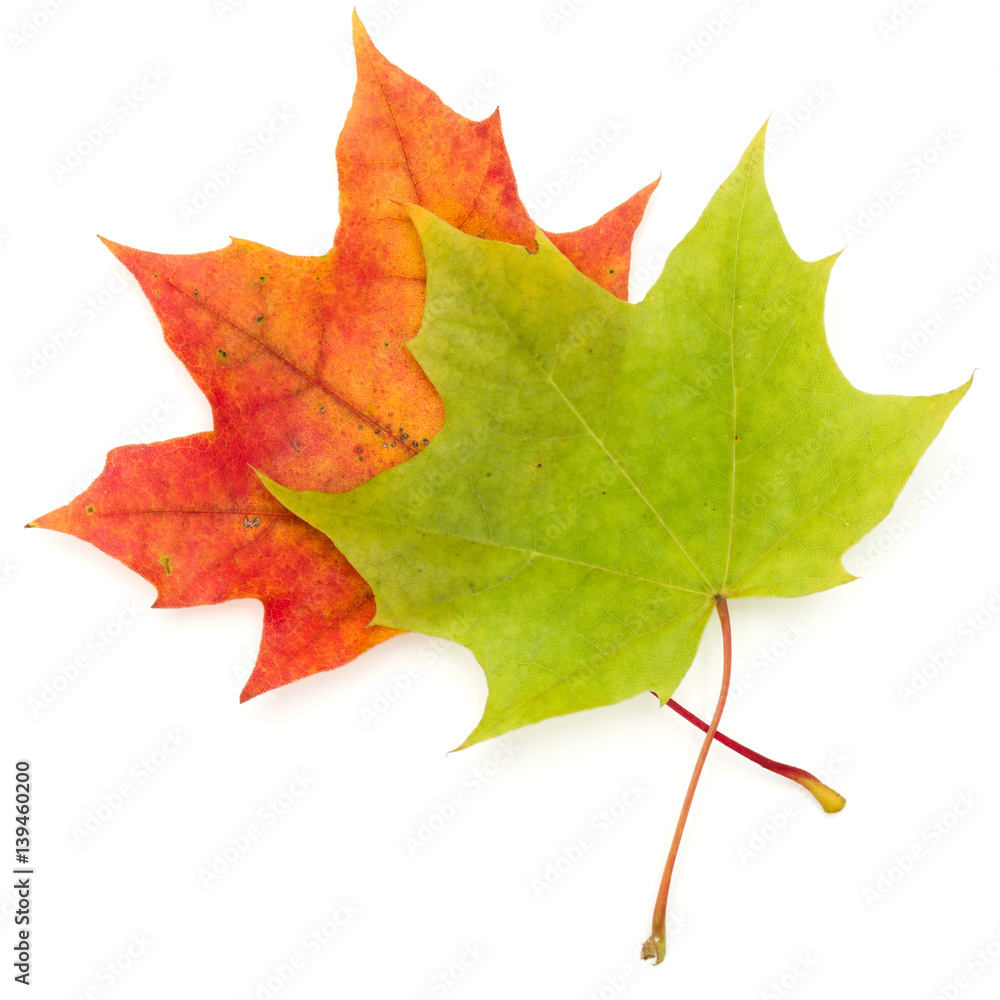 colorful autumn maple leaf isolated on white