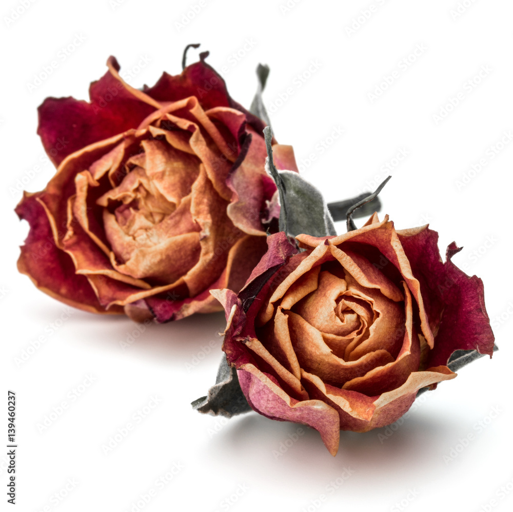 dried rose flower head isolated on white background cutout dried rose flower head isolated on white background cutout