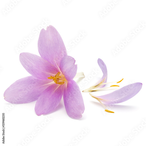 lilac crocus flowers isolated on white background