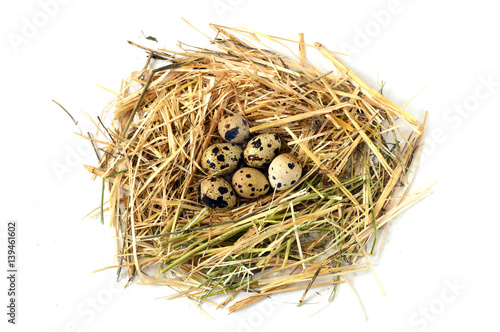 Herbs and plants in the quail's egg, bird's nest and eggs,

