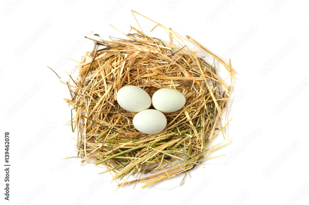 pictures of the chicken eggs in the most beautiful white ground, Herbs and plants in the chicken eggs, chicken nest and eggs,
pictures of the chicken eggs in the most beautiful white ground, Herbs and plants in the chicken eggs, chicken nest and eggs,