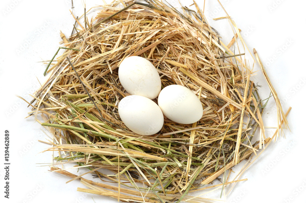 pictures of the chicken eggs in the most beautiful white ground, Herbs and plants in the chicken eggs, chicken nest and eggs,
pictures of the chicken eggs in the most beautiful white ground, Herbs and plants in the chicken eggs, chicken nest and eggs,