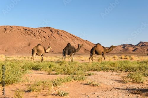  Three Arabian camel  Camelus dromedarius  Morocco