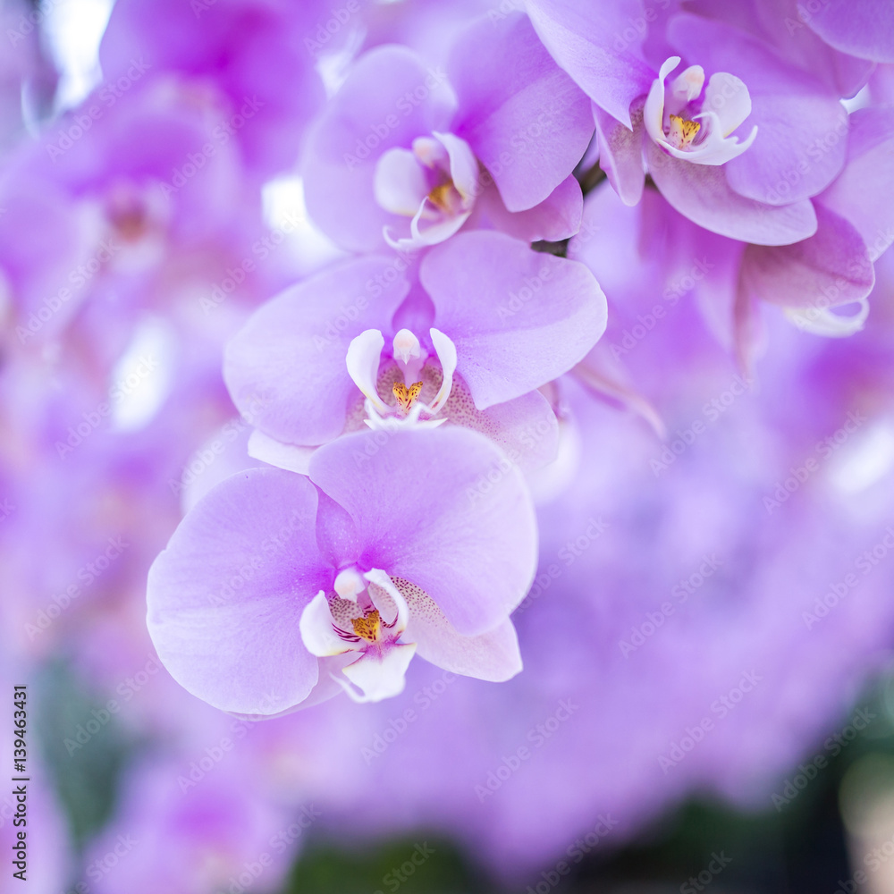 pink orchid pink orchid