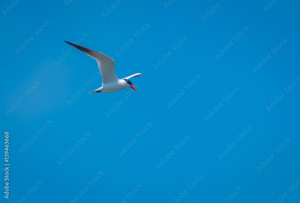 Obraz premium Caspian Tern hunting for fish