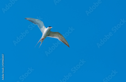 Caspian Tern hunting for fish